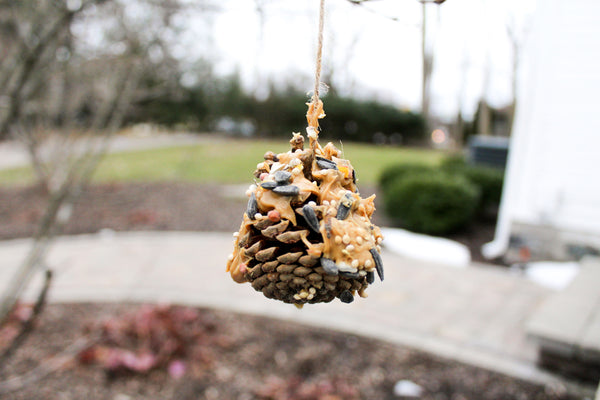 DIY Pine Cone Peanut Butter Bird Feeder