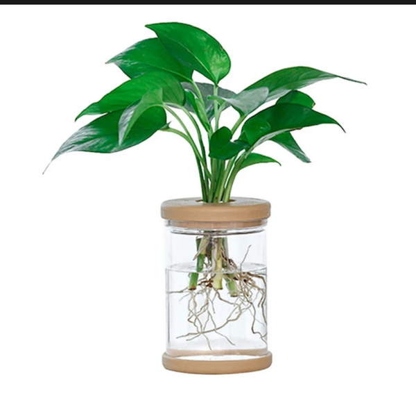 50% Off Mini Hydroponic Vase